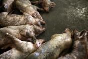 Shanghai Waters Fill Up With 12,000 Dead Pigs
